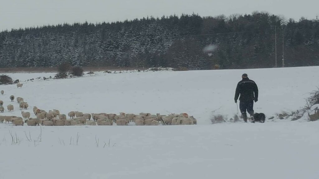 A farmer and his dog Jed bringing home the ewes. Image source: Aine Byrne