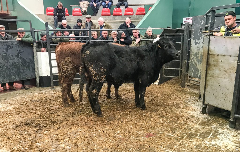 This 390kg, March-2017 born, Limousin bull made €1,005 or €2.57/kg
