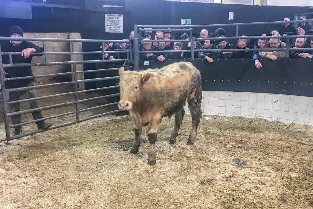 This 320kg, August-2017 born, Charolais bull sold for €1,085 or €3.39/kg