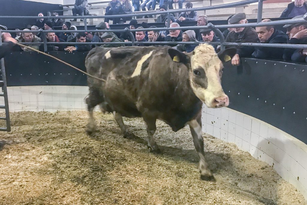 This Simmental cow, born in September 2012, sold for €1,290. She was in calf to Limousin bull Gringo