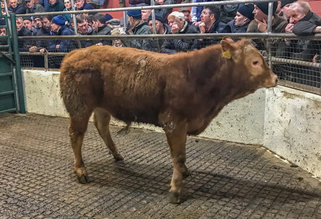 This 360kg, June-2017 born, Limousin bull sold for €1,080 or €3.00/kg