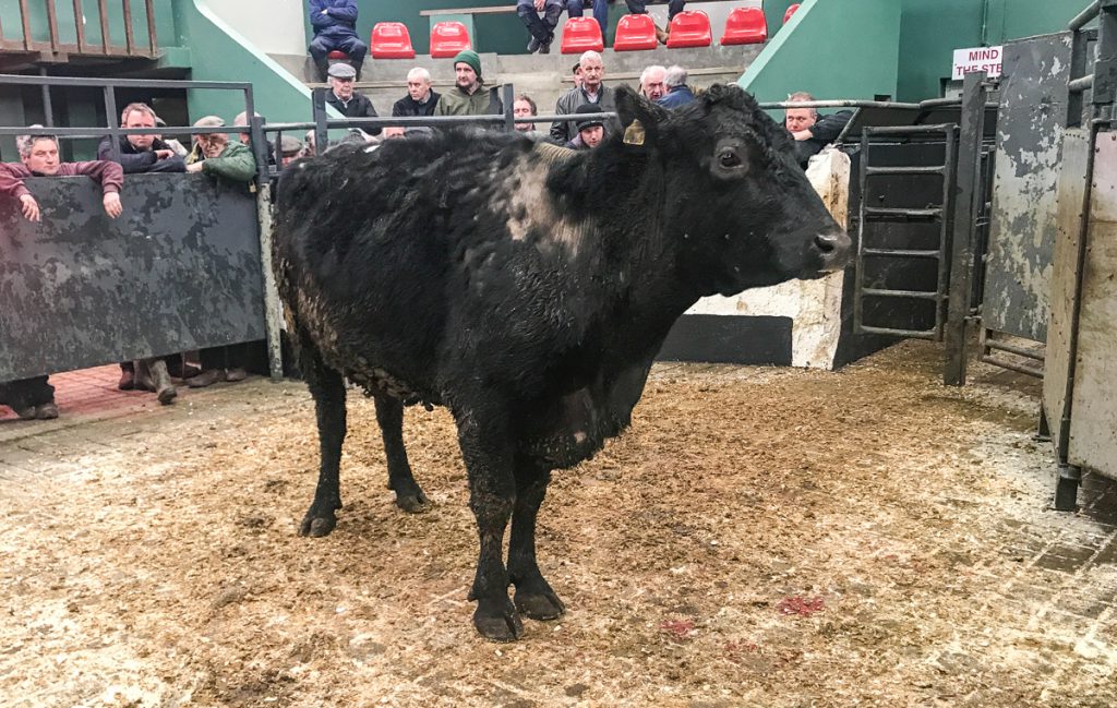 This 630kg, April-2014 born, Aberdeen Angus cow sold for €1,380