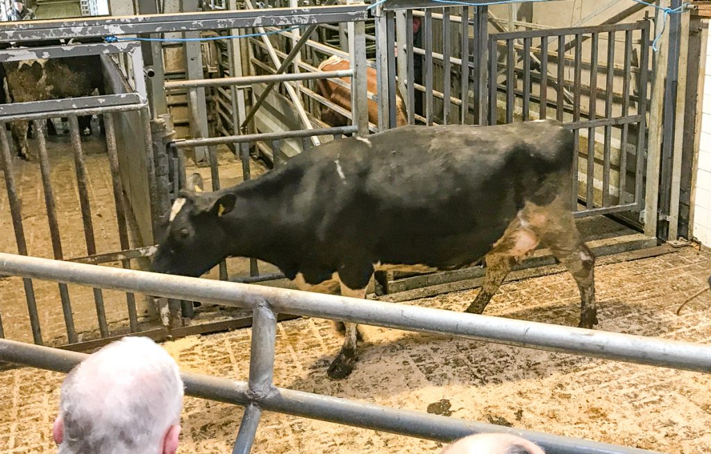 This 695kg, August-2012 born, Friesian cow made €985