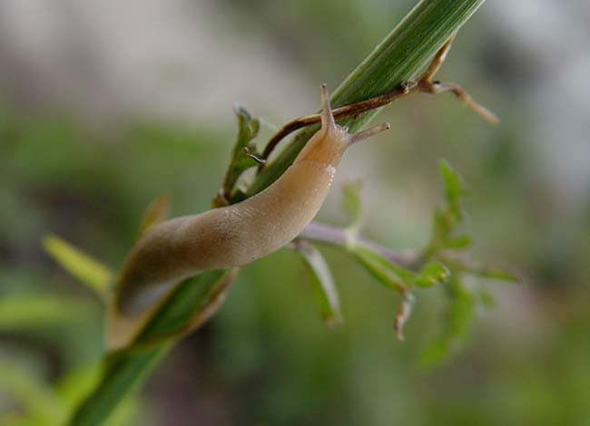 Derosceras reticulatum which attacks oilseed rape. Image source: Lonza