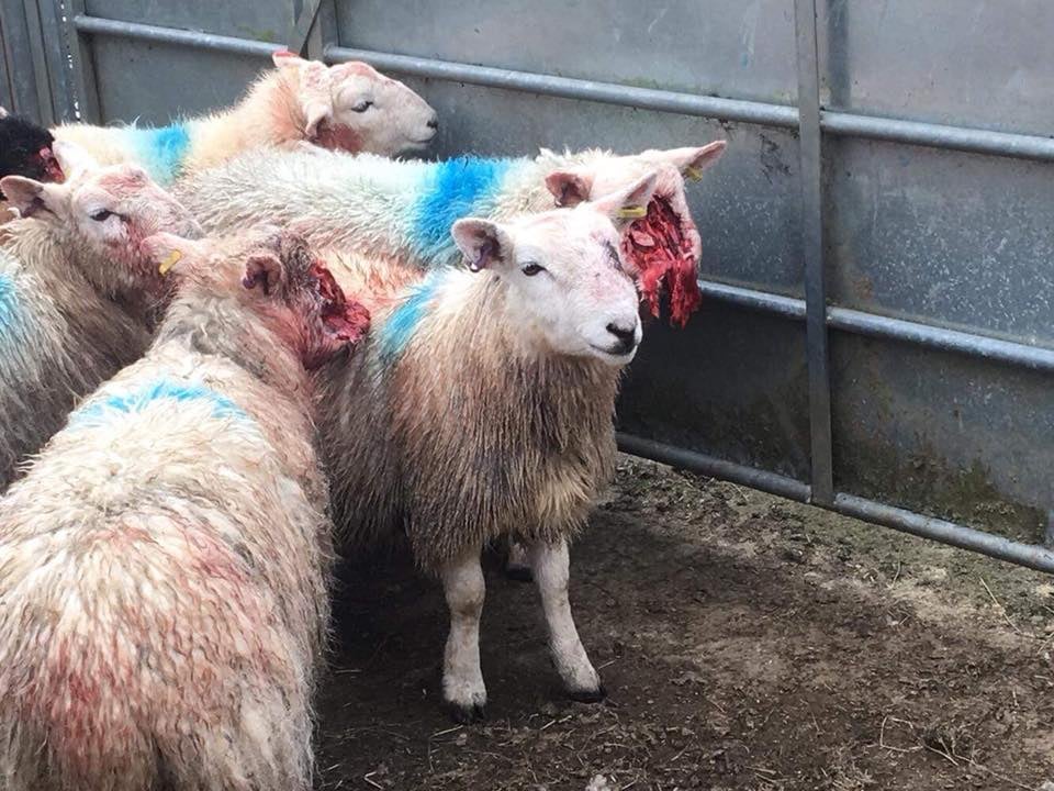 Image source: Andy Richardson