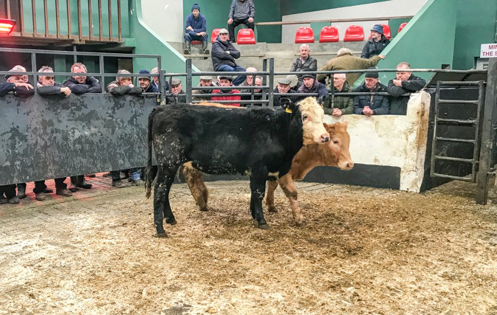 This 340kg, July-2017 born, 5-star, Limousin heifer sold for €825 or €2.42/kg