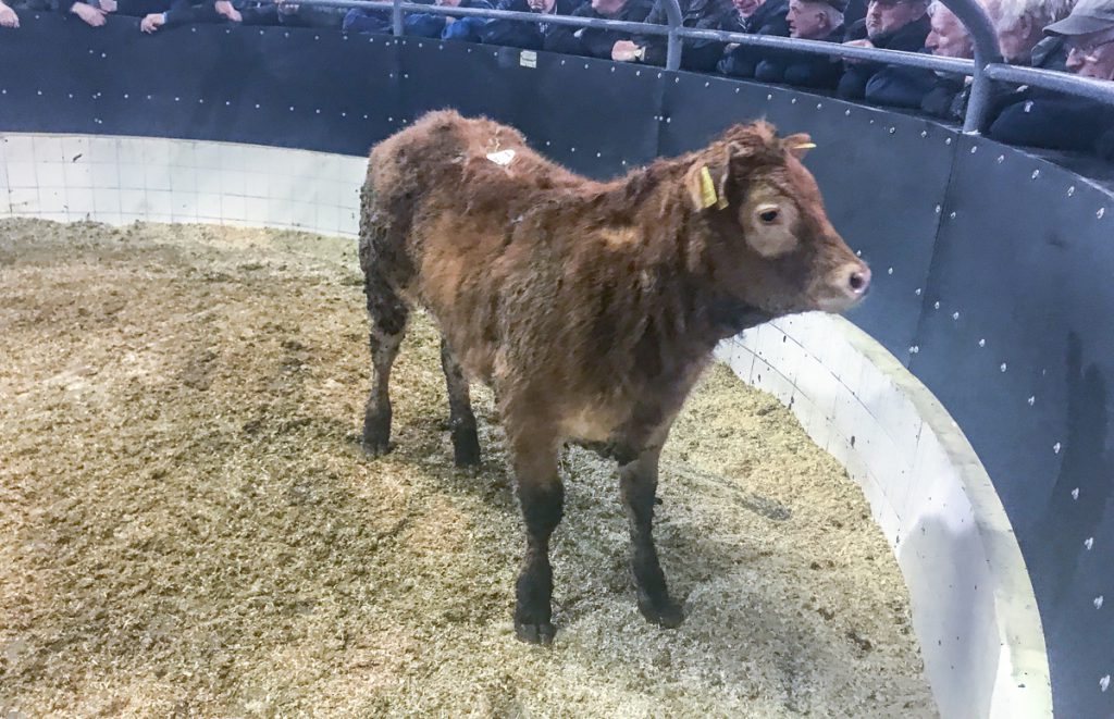 This 235kg, September-2017 born, Limousin heifer made €785 or €3.34/kg