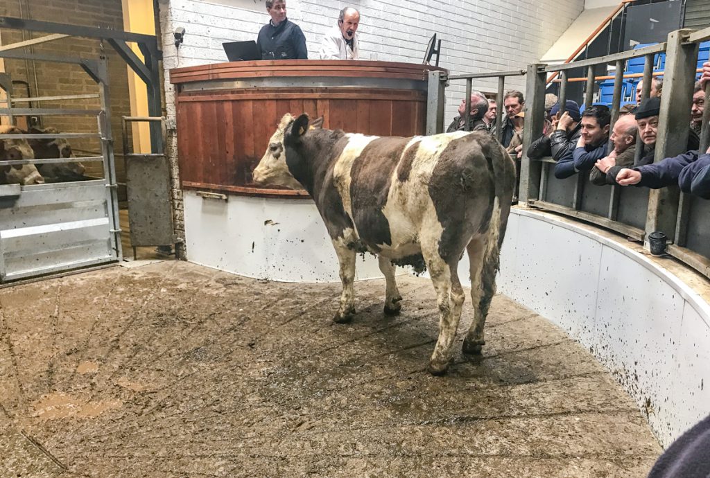 This 665kg, March-2016 born, Simmental steer sold for €1,440 or €2.16/kg
