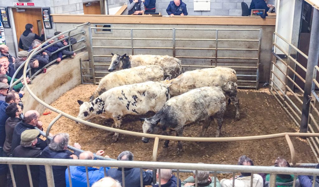 These 355.6kg, 2017-born, Belgian Blue heifers made €840 or €2.36/kg