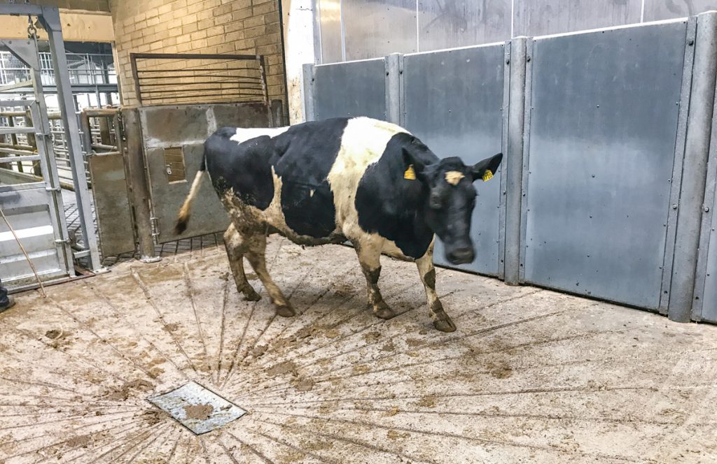 This 675kg, January-2015 born, Friesian cow sold for €1,100