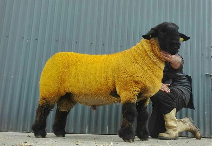The joint top-priced ram lamb at the 2017 National Championships &amp; Sale at Blessington Mart
