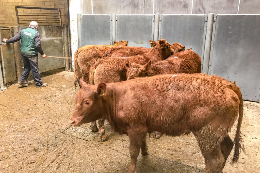 These 318kg, March and April-2017 born, Limousin heifers made €880 or €2.76/kg