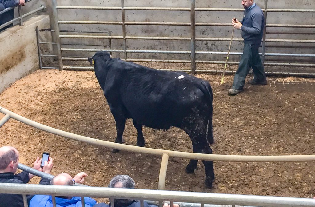 This 524kg, March-2016 born, Aberdeen Angus bullock sold for €1,100 or €2.09/kg