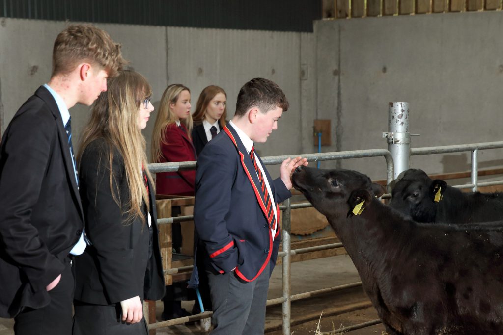 Pupils making friends with some Aberdeen Angus calves. Image source: Cliff Donaldson