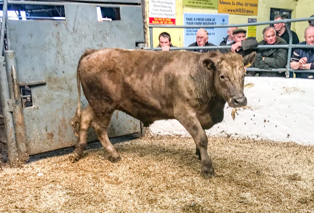 This 670kg, April-2016 born, Charolais steer sold for €1,420 or €2.11/kg