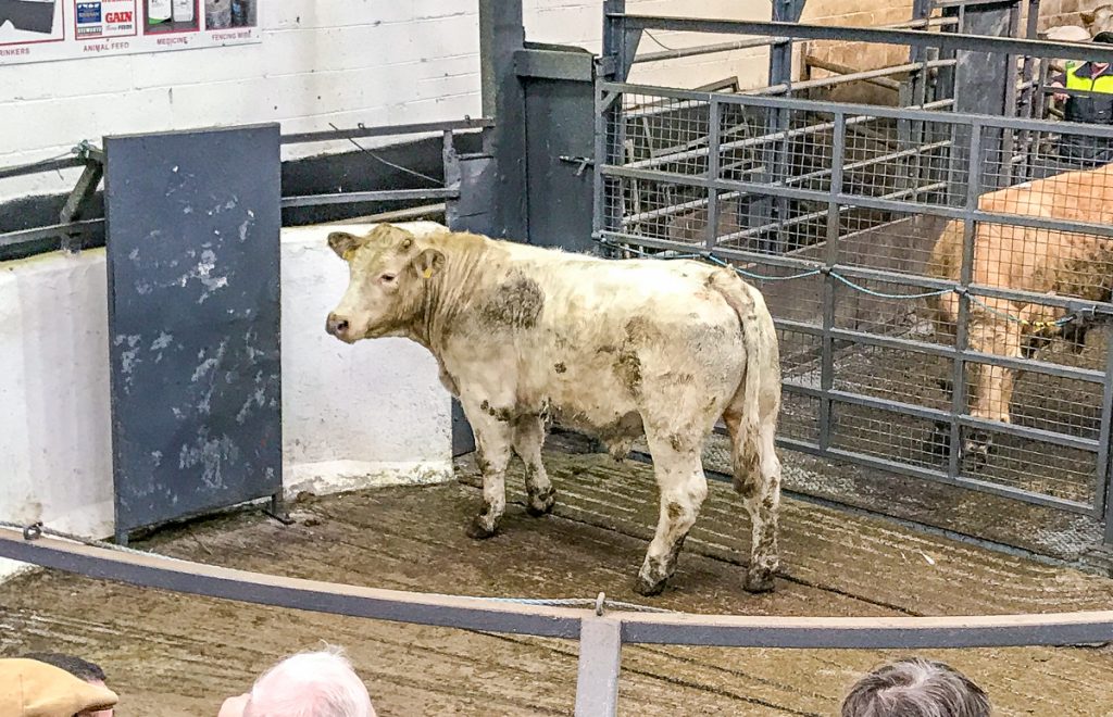 This 565kg, April-2016 born, Charolais bullock sold for €1,445 or €2.55/kg