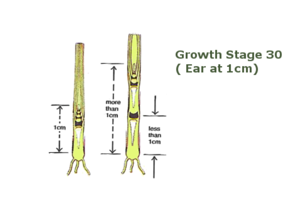 Image source: Teagasc