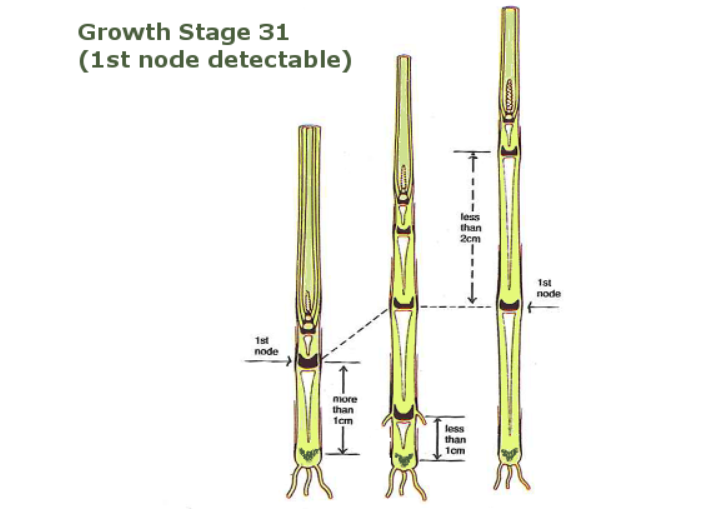 Image source: Teagasc