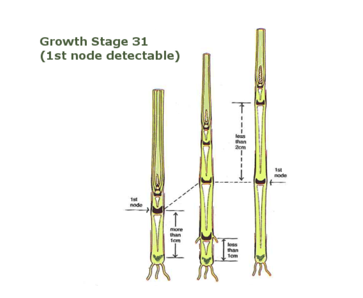 Image source: Teagasc