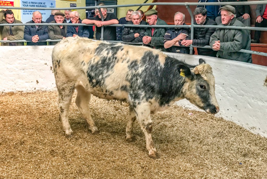 This 425kg, April-2016 born, Belgian Blue heifer sold for €875 or €2.05/kg