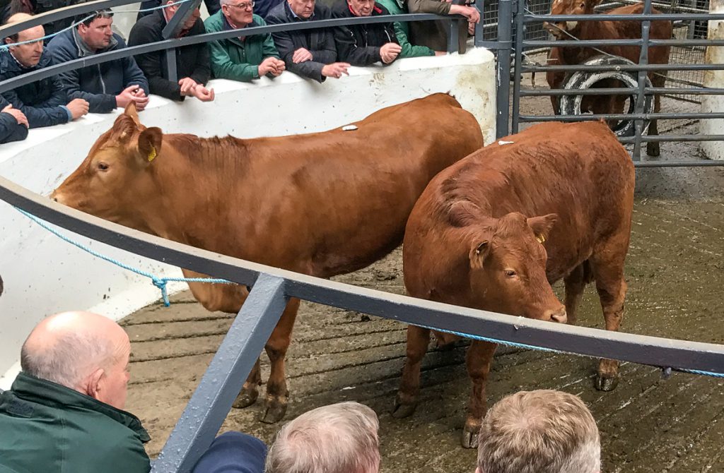 These 512.5kg, April-2016 born, Limousin heifers sold for €1,230 or €2.40/kg
