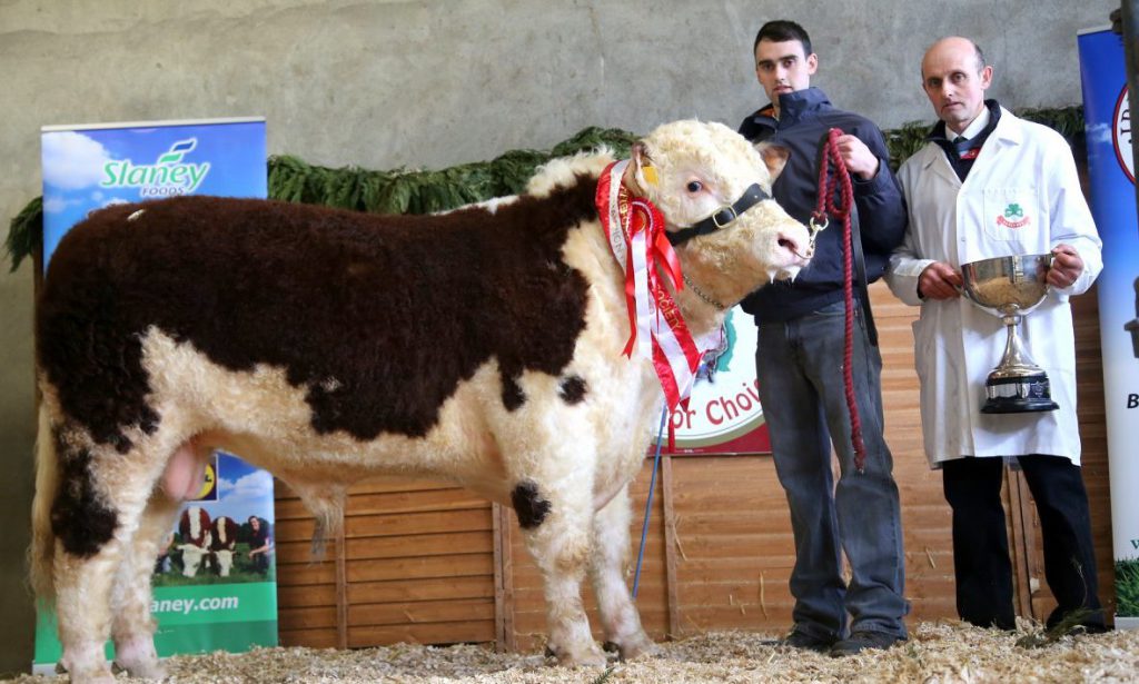 Show champion Airhill Oconaill with Ciaran and JJ Farrel who sold their bull for €4,250