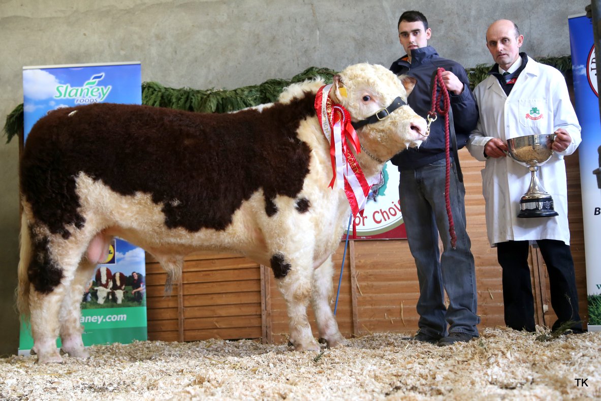 Show champion Airhill Oconaill with Ciaran and JJ Farrel who sold their bull for €4,250