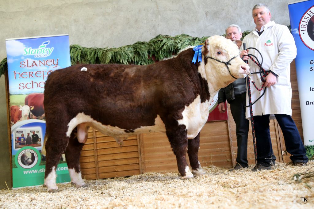 Gageboro Rumpus with breeder Niall Daly and new owner Colm Conlon in background