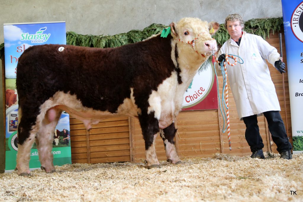 Cill Cormaic Ocean owned by David Larkin; shown here by Joey Larkin