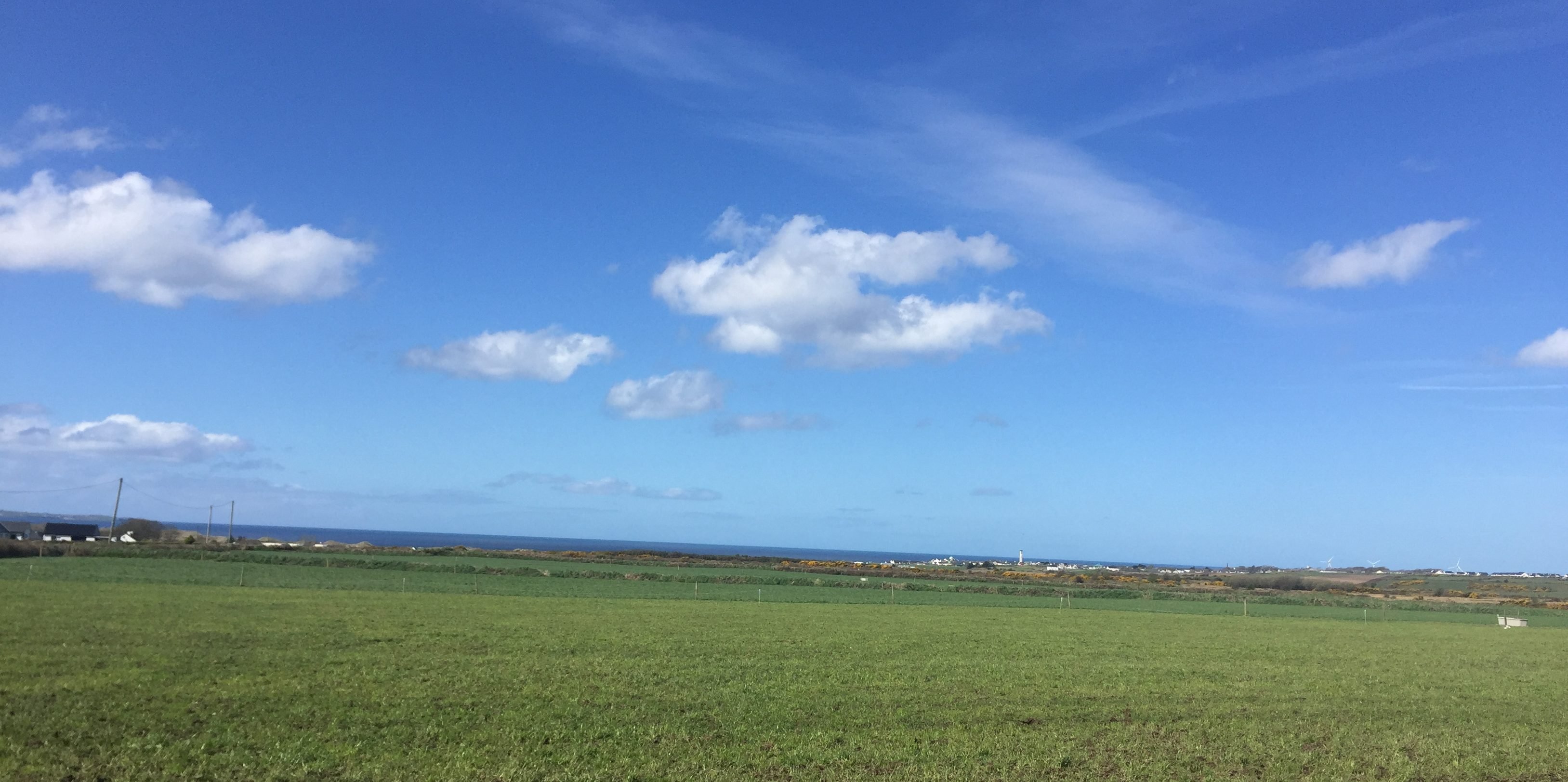 A recently grazed sward on Neil’s farm showing signs of regrowth