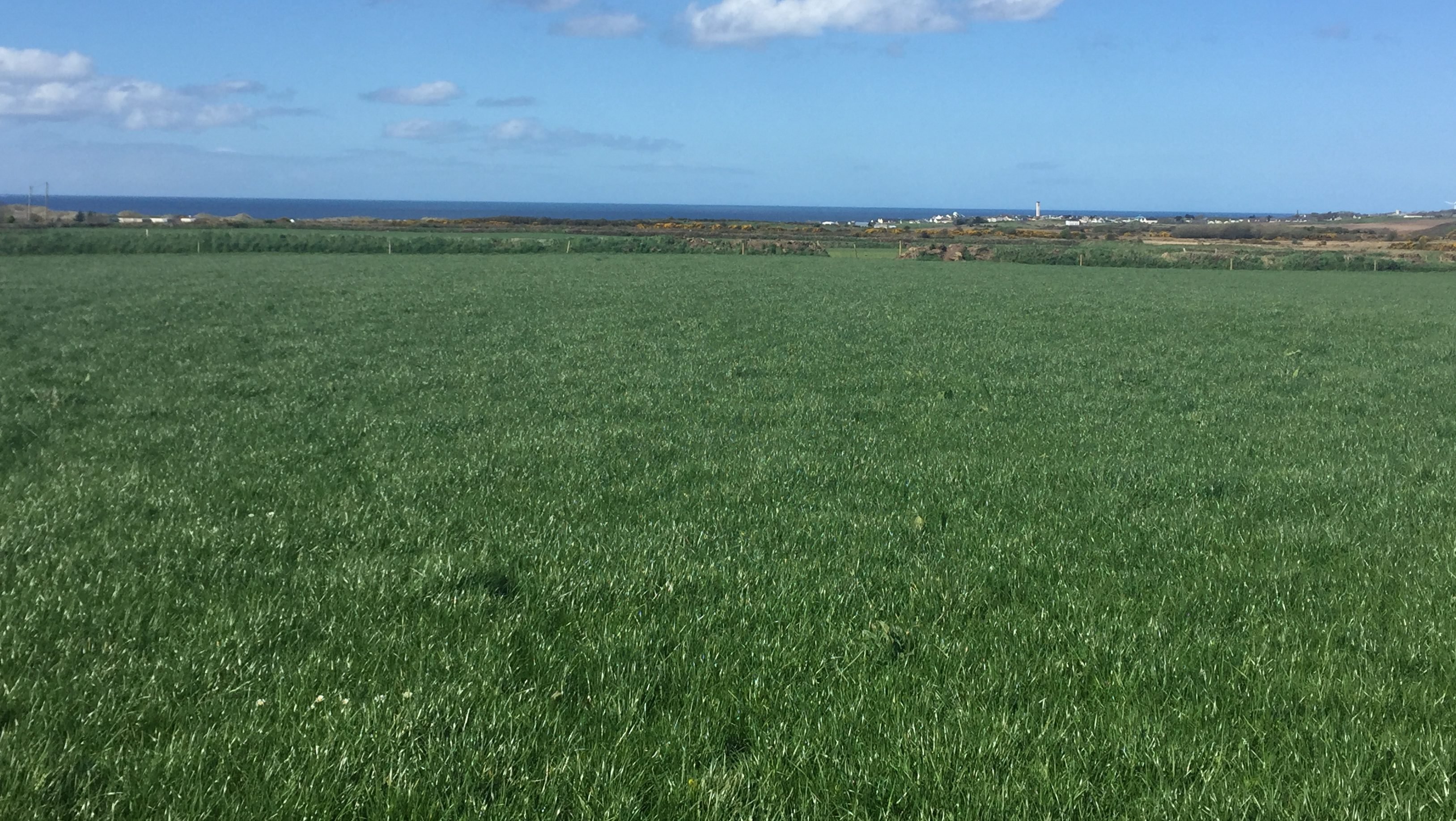 Neil targets a pre-grazing cover of 1,200kg/ha