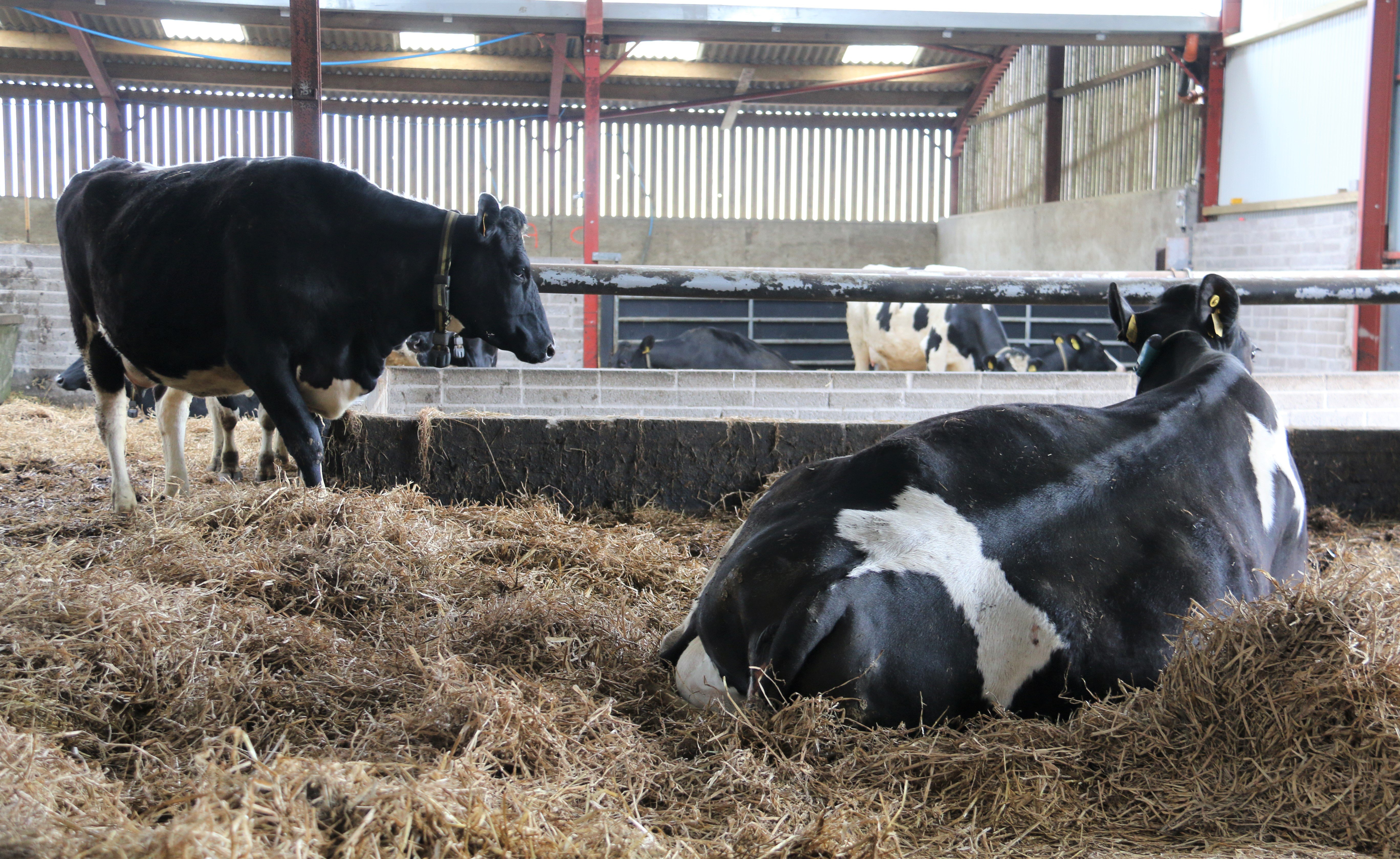 The calving pen at the Rankin farm in Co. Down