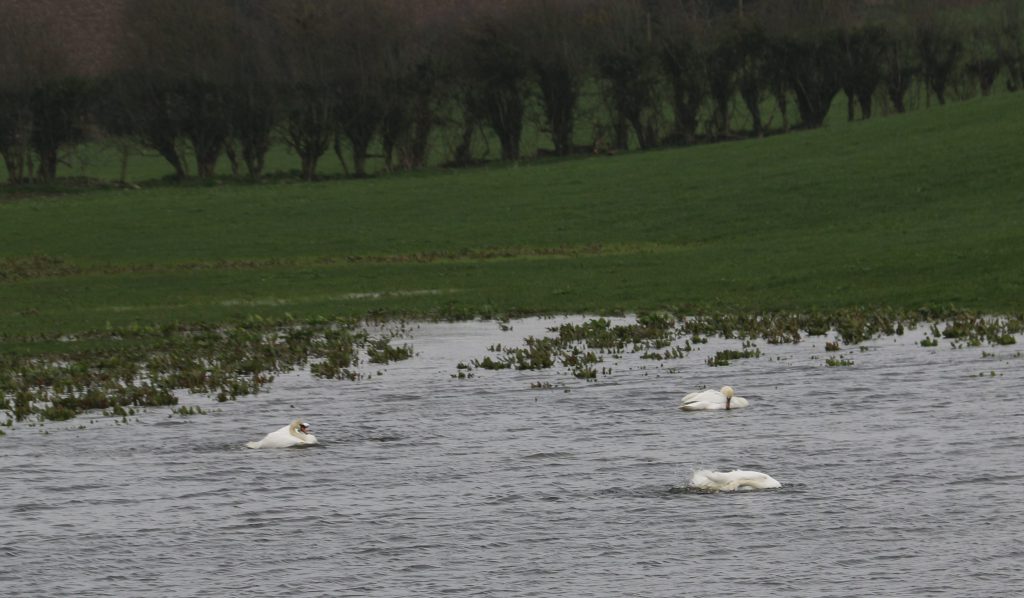 Swans making the most of the wet conditions in a flooded field in Comber, Co. Down over the weekend