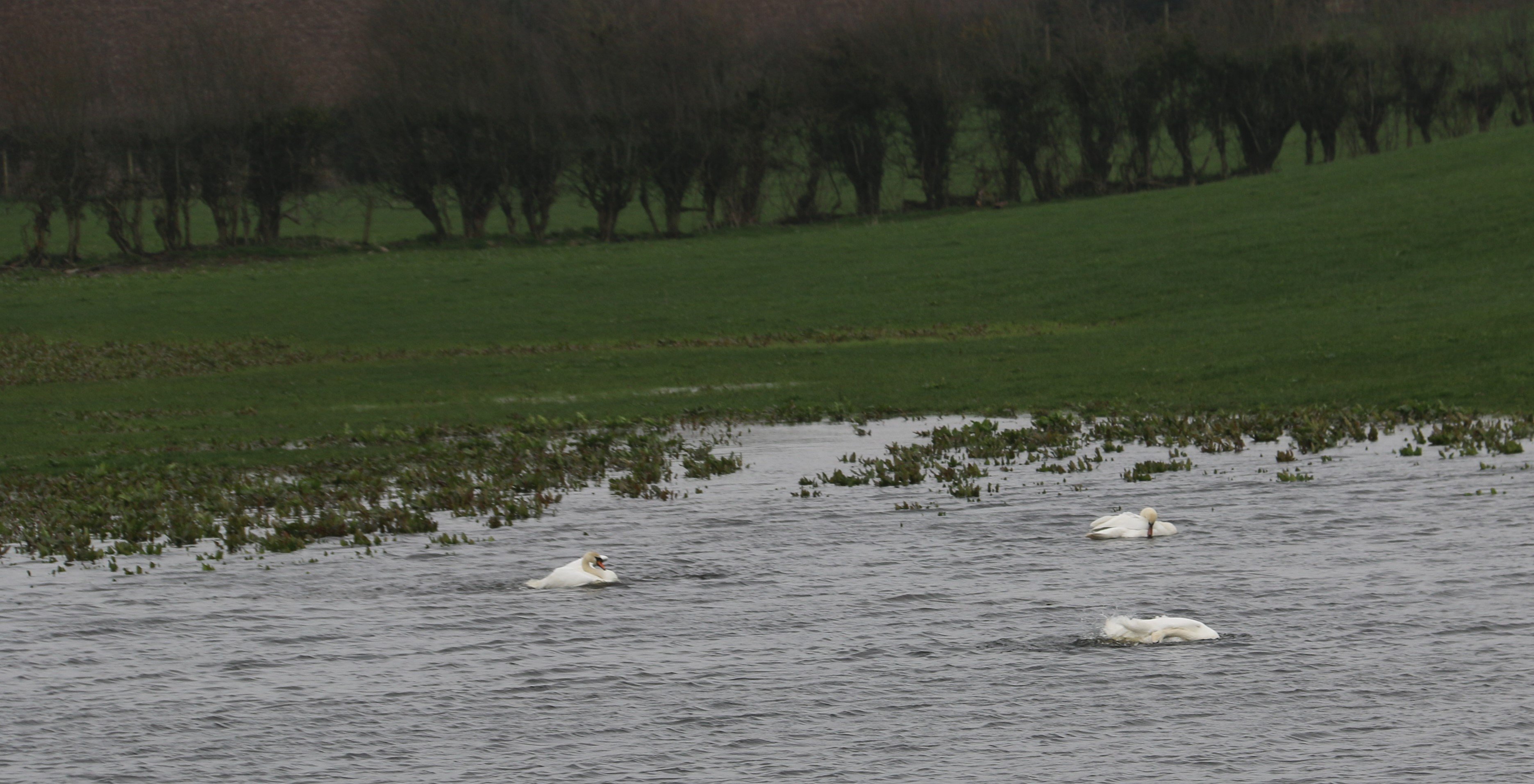 Swans making the most of the wet conditions in a flooded field in Comber, Co. Down over the weekend