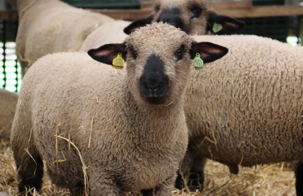 Hampshire Down ram lambs