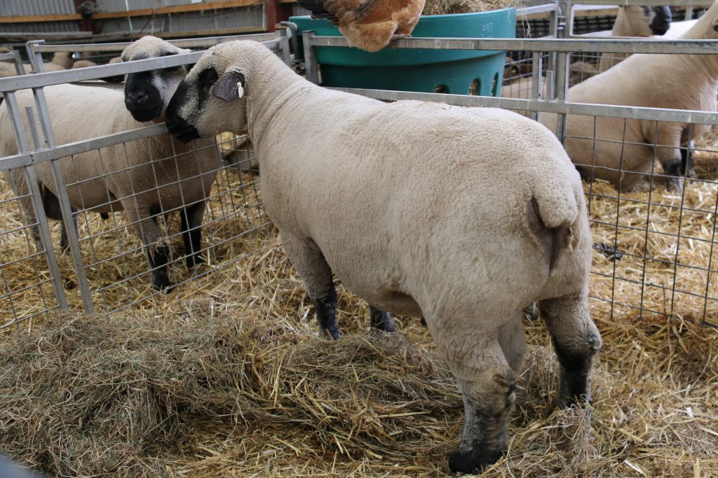 ‘Ballycreelly The Tank’ – one of Kevin’s rams ranking in the top 1% of the breed