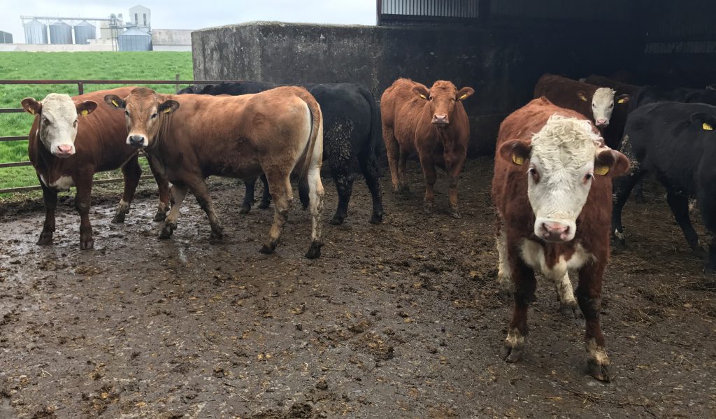 Replacement heifers running with an Angus bull