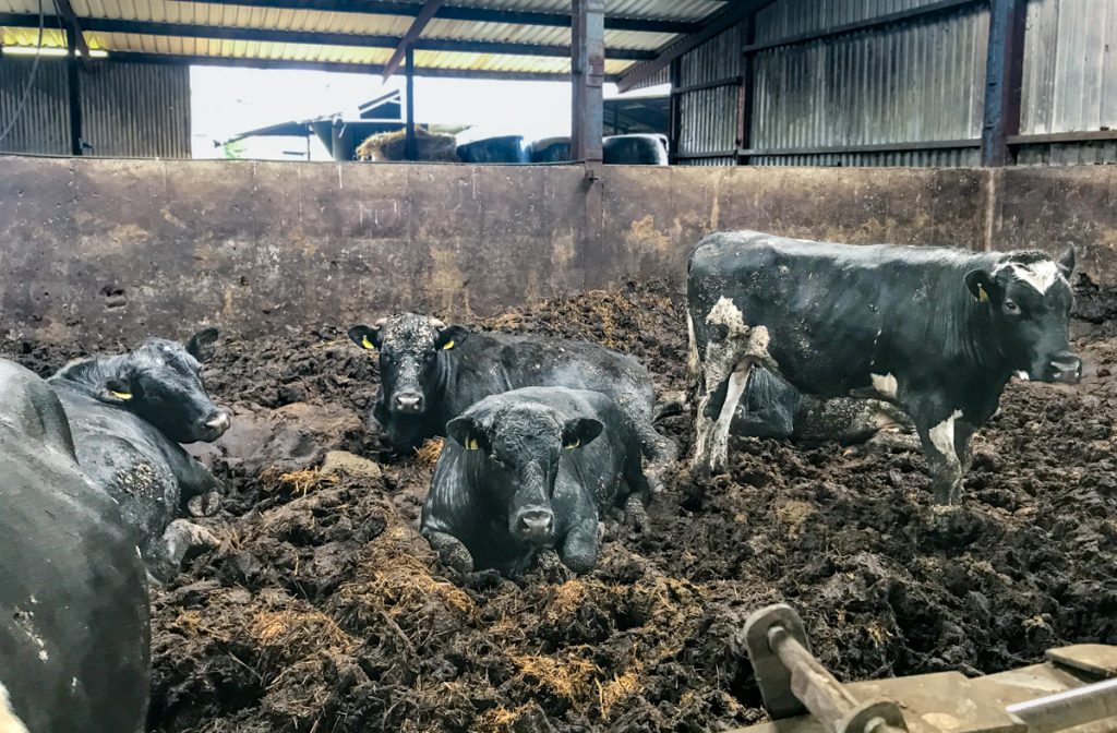 Finishing cattle on peat bedding