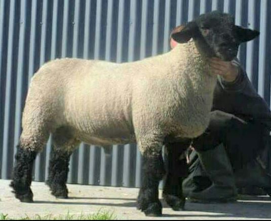 Malinhead Special One, one of the sires used on the Dohertys’ flock in 2017 and the current Irish Homebred Sire of the Year