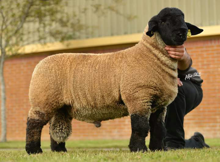 Malinhead Ice Cold Gold sold for 2,700gns and sired a Balmoral Champion