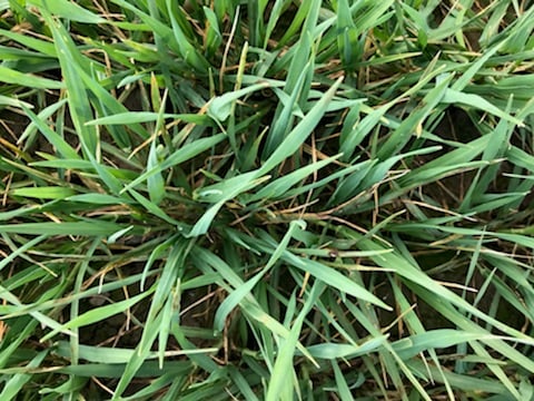 Rhynchosporium visible on a winter barley crop