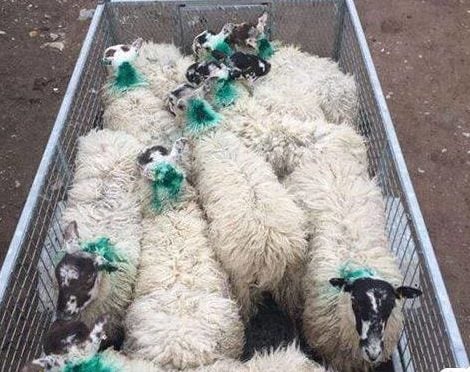 The stolen ewes in question. Image source: PSNI Magherafelt Facebook page