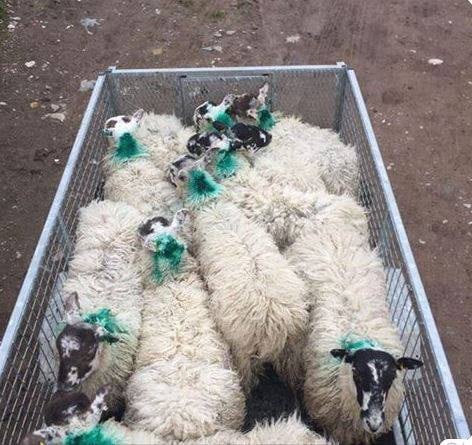 The stolen ewes in question. Image source: PSNI Magherafelt Facebook page