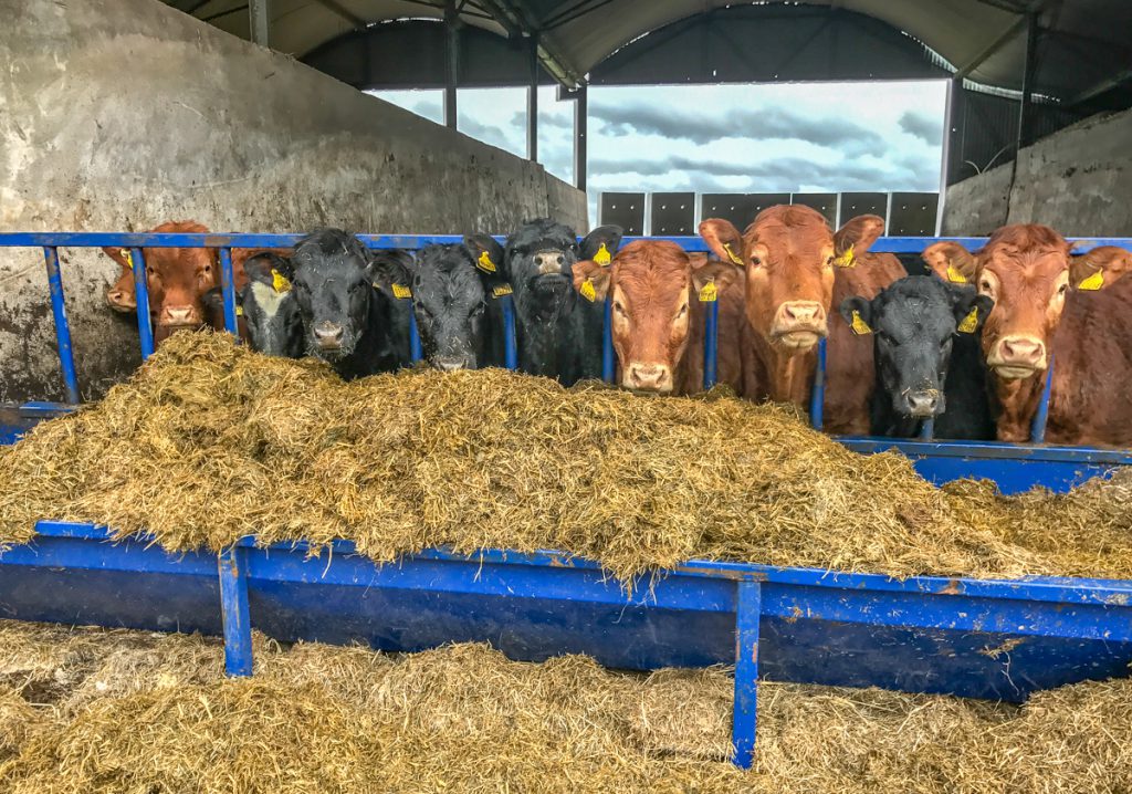 7.5t of silage per day is just feeding all of Thomas’ animals