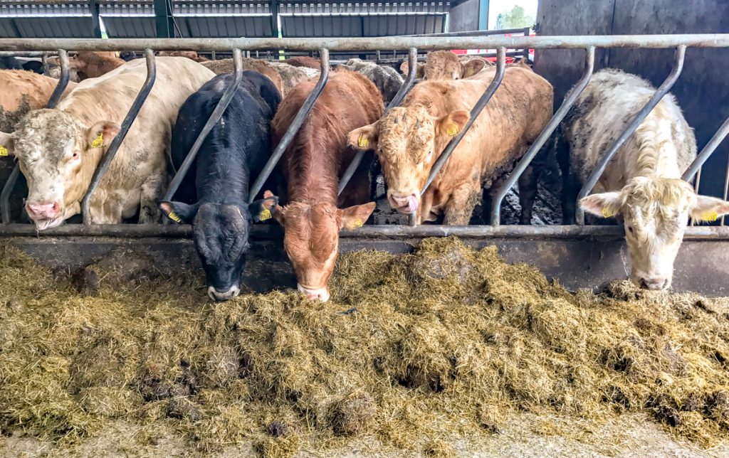 Some of the heavier cattle on the farm