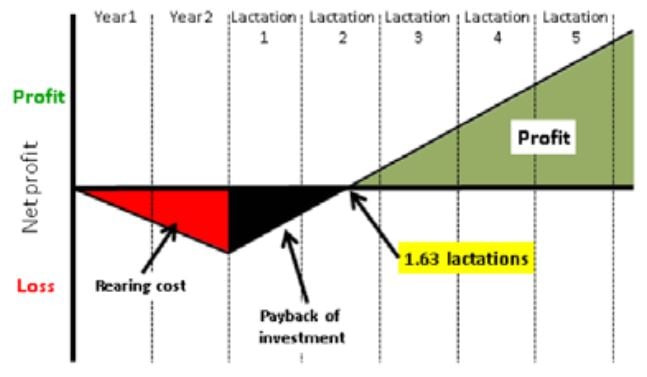 Source: Teagasc. Economic implications of number of lactations achieved per cow