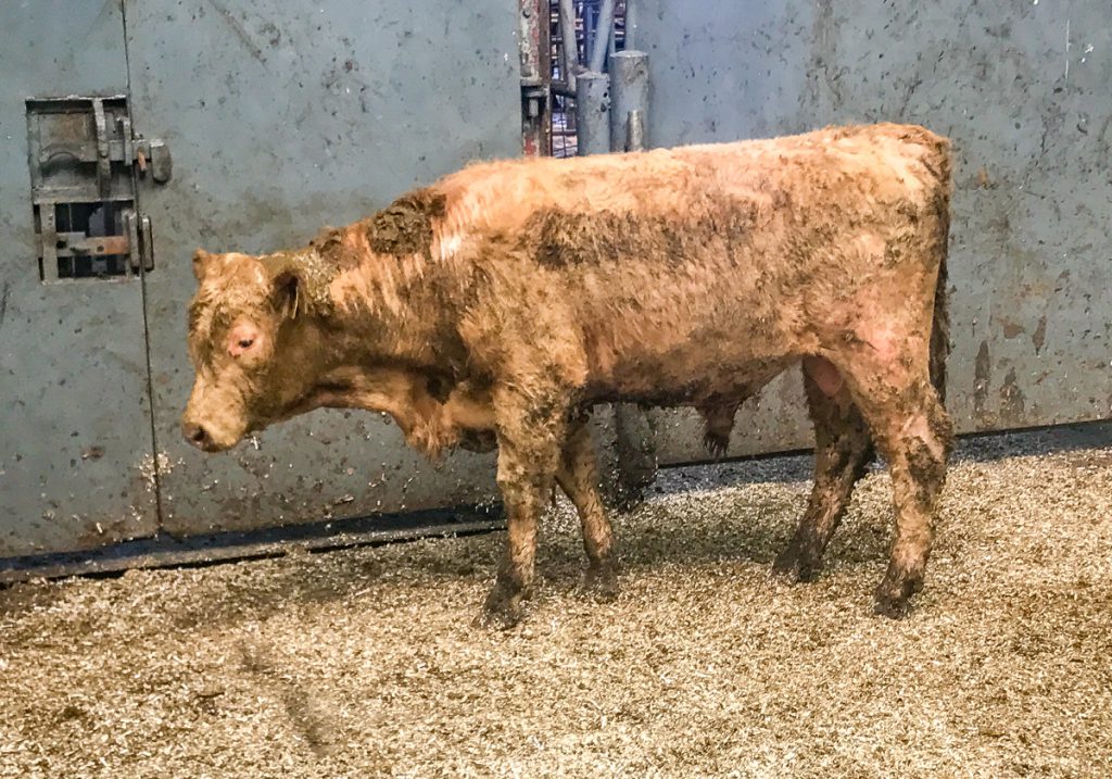 This 345kg, April-2017 born, Charolais bull sold for €850 or €2.46/kg