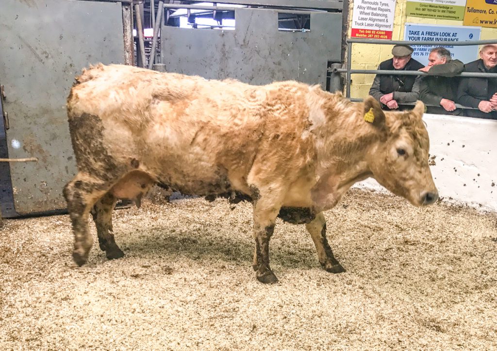 This 695kg, December-2009 born, Charolais cow made €1,270