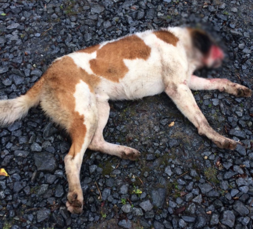 The dog was shot on Saturday afternoon