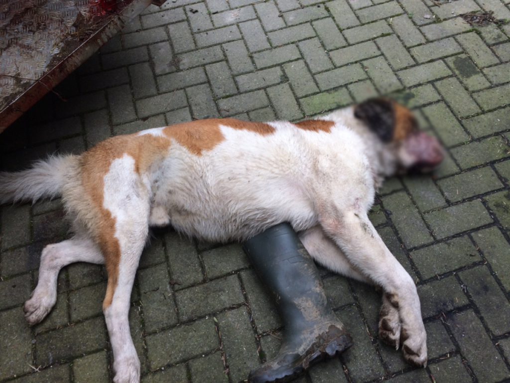 The dog was responsible for a number of attacks on sheep along the Carlow-Wexford border